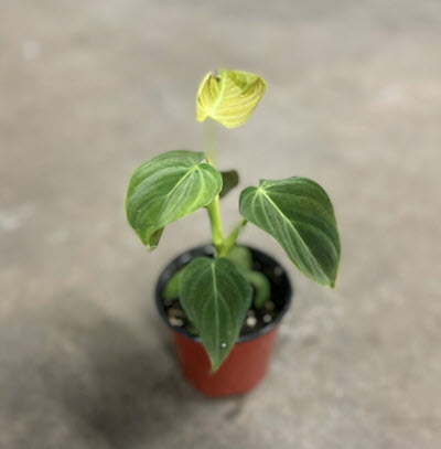 Splendid Philodendron